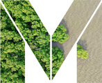 Mangrove